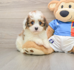 6 week old Cavachon Puppy For Sale - Premier Pups