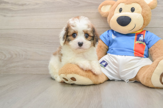 Little Cavalier Bichon Designer Puppy
