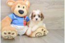Petite Cavachon Designer Pup