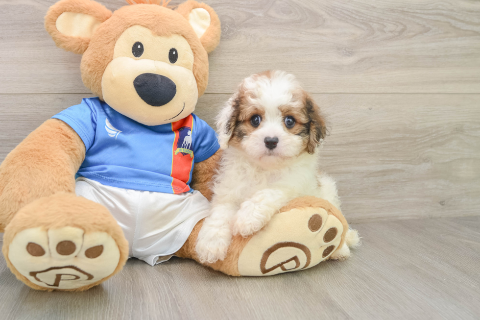 Petite Cavachon Designer Pup