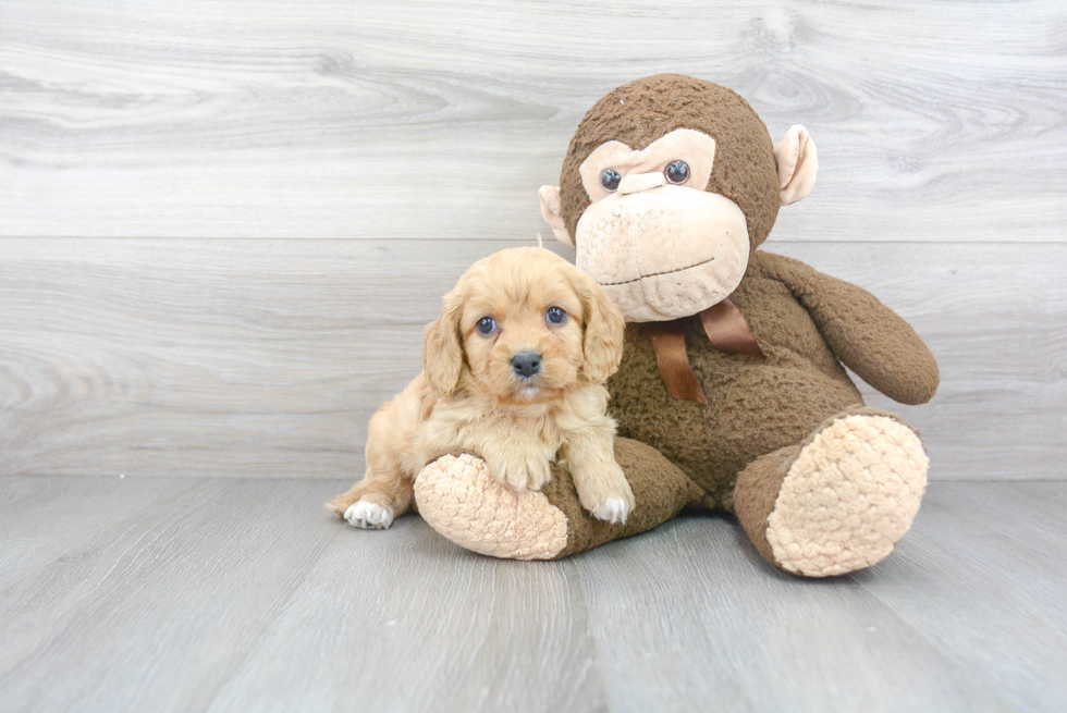 Adorable Cavalier Designer Puppy