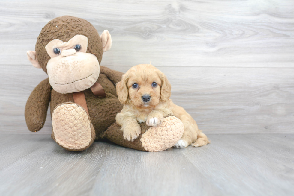 Popular Cavachon Designer Pup