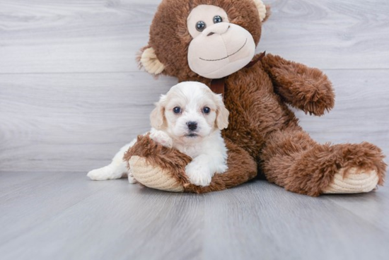 Adorable Cavalier Designer Puppy