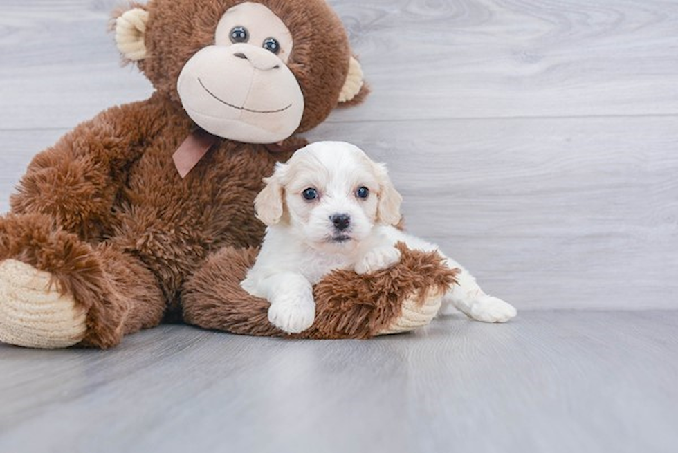 Cavachon Puppy for Adoption