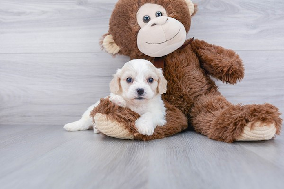 Cute Cavachon Baby