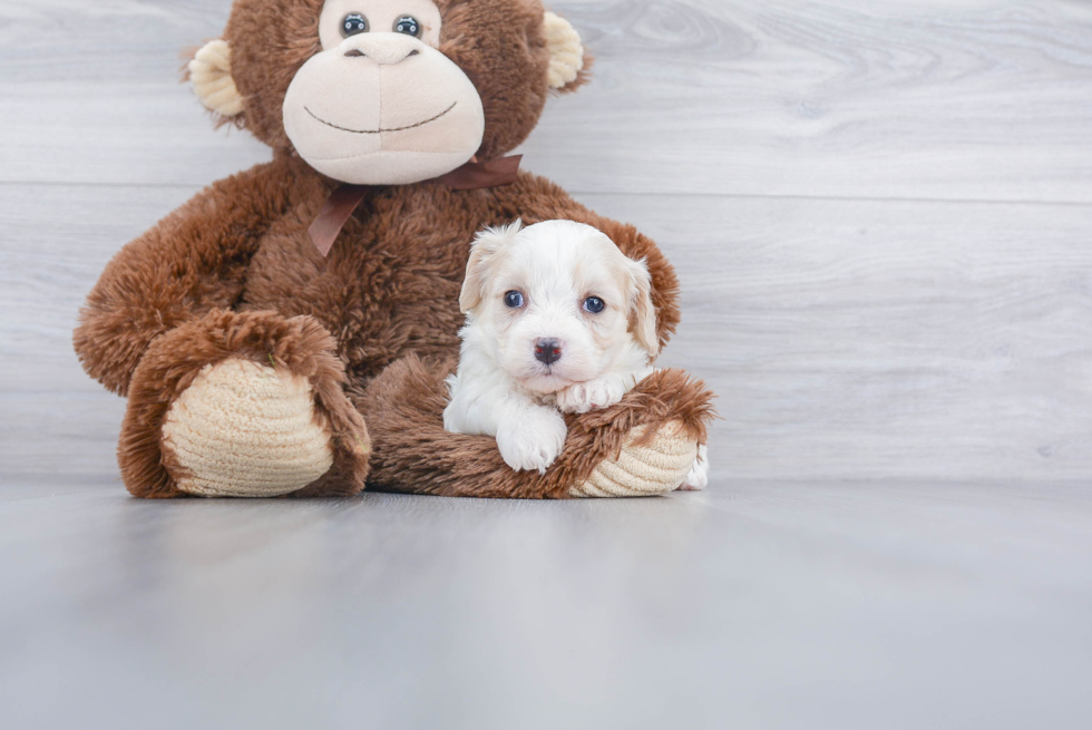 Sweet Cavachon Baby