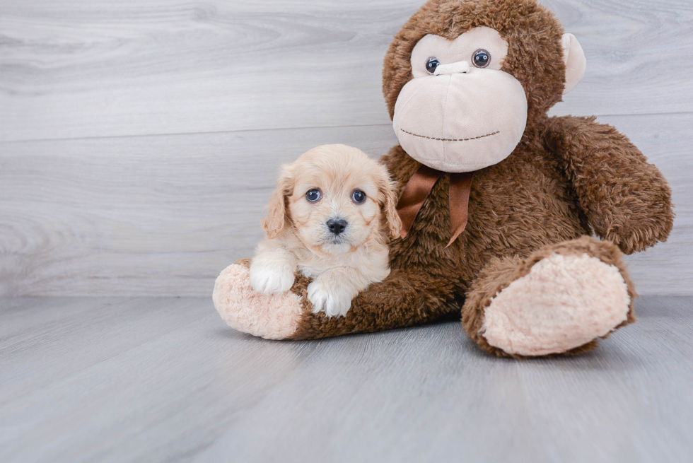 Fluffy Cavachon Designer Pup