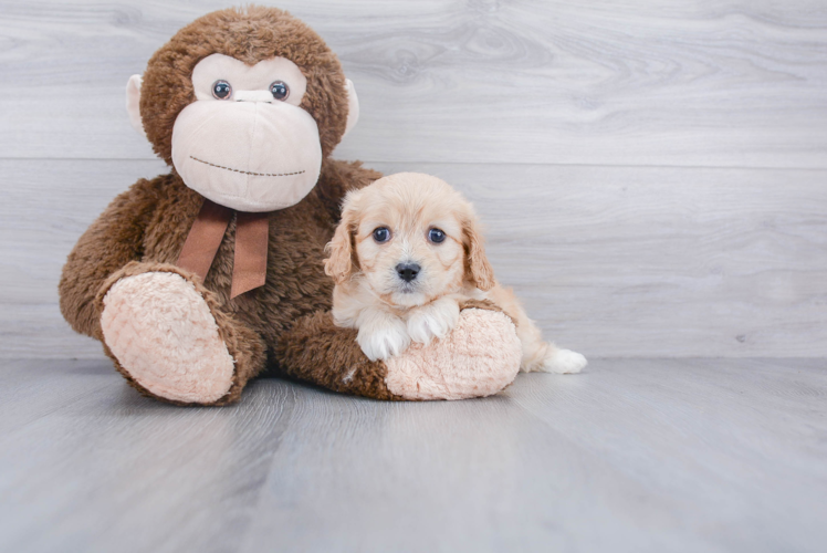 Cavachon Puppy for Adoption