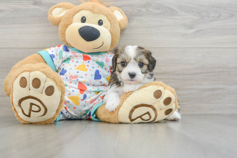 Playful Cavalier Bichon Designer Puppy