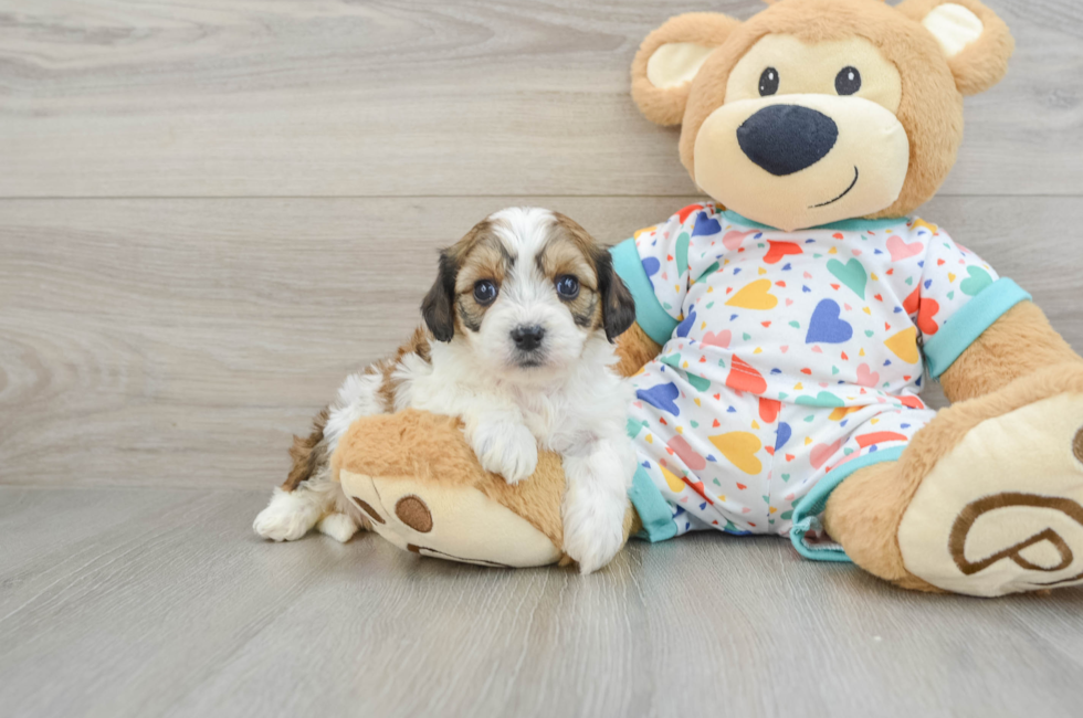 5 week old Cavachon Puppy For Sale - Premier Pups