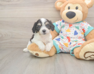 6 week old Cavachon Puppy For Sale - Premier Pups