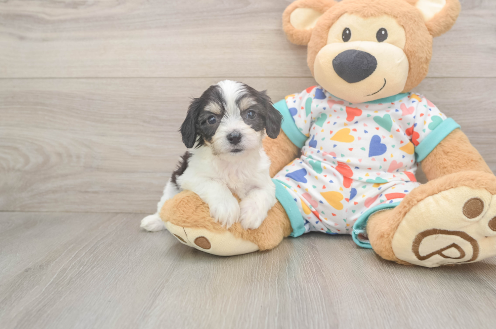 5 week old Cavachon Puppy For Sale - Premier Pups