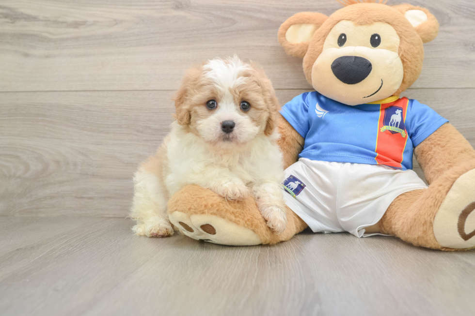 Small Cavachon Baby