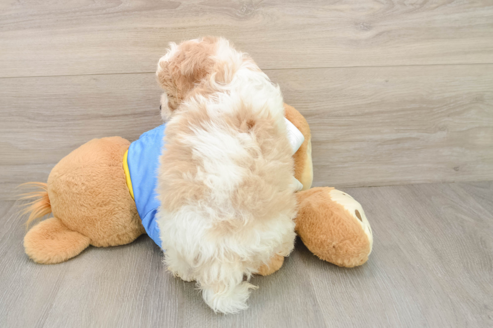 Best Cavachon Baby