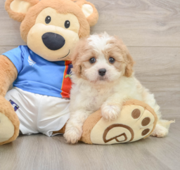 6 week old Cavachon Puppy For Sale - Premier Pups
