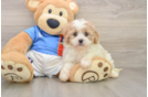 Energetic Cavalier Bichon Designer Puppy
