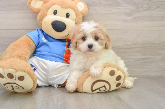 Energetic Cavalier Bichon Designer Puppy
