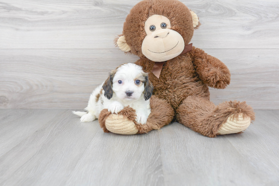 Small Cavachon Baby