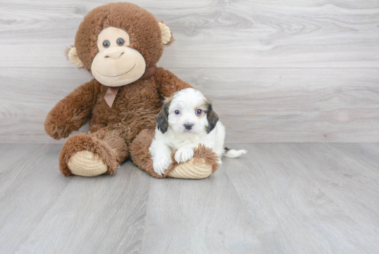 Best Cavachon Baby