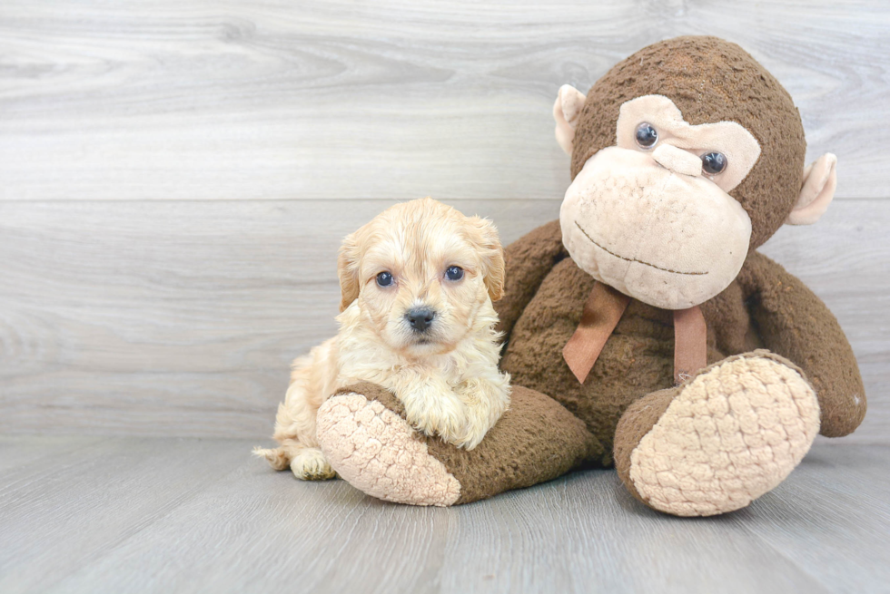 Friendly Cavachon Baby