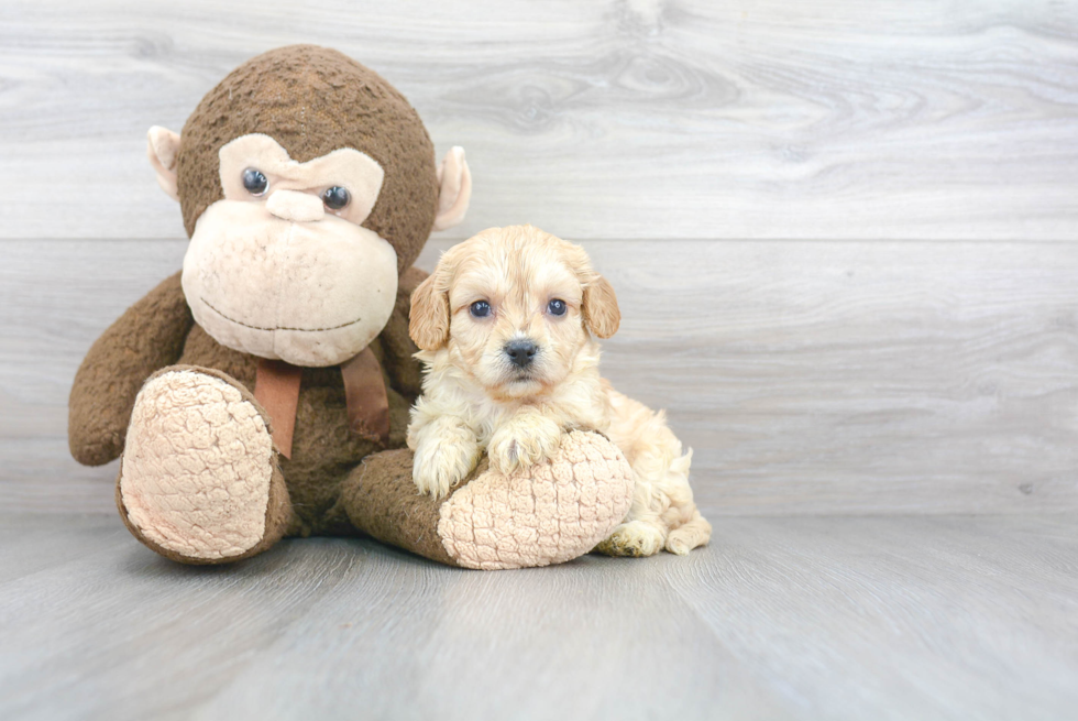 Sweet Cavachon Baby