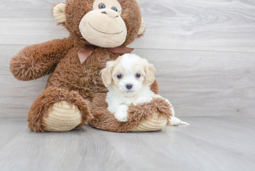 Best Cavachon Baby