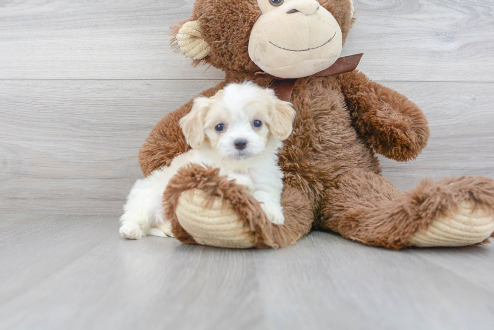 Popular Cavachon Designer Pup