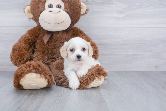 Happy Cavachon Baby