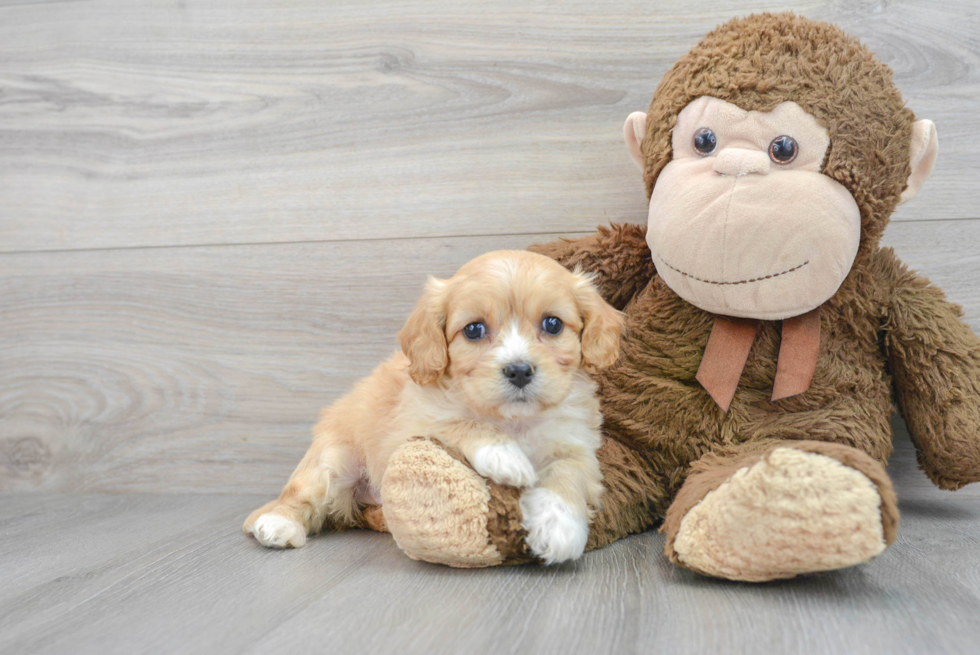 Cavachon Pup Being Cute