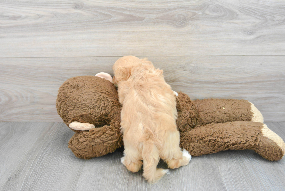 Cute Cavachon Baby