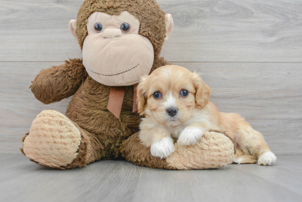 Cavachon Puppy for Adoption