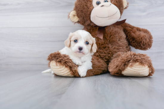 Adorable Cavalier Designer Puppy