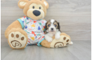 Adorable Cavalier Bichon Designer Puppy