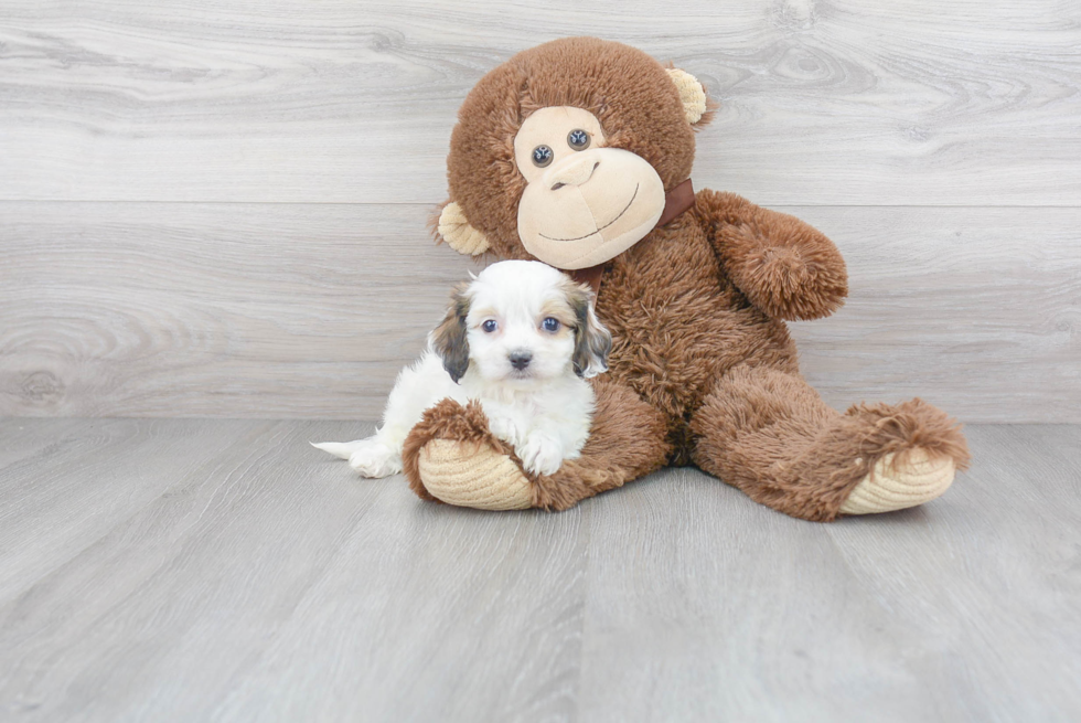 Cavachon Pup Being Cute