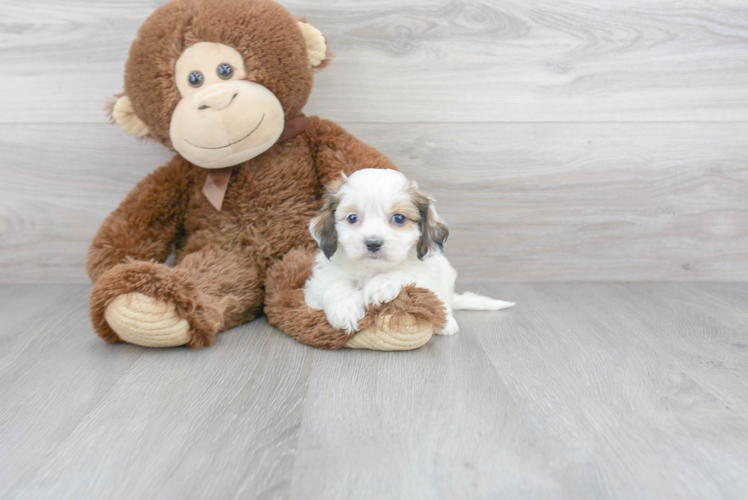 Cavachon Puppy for Adoption