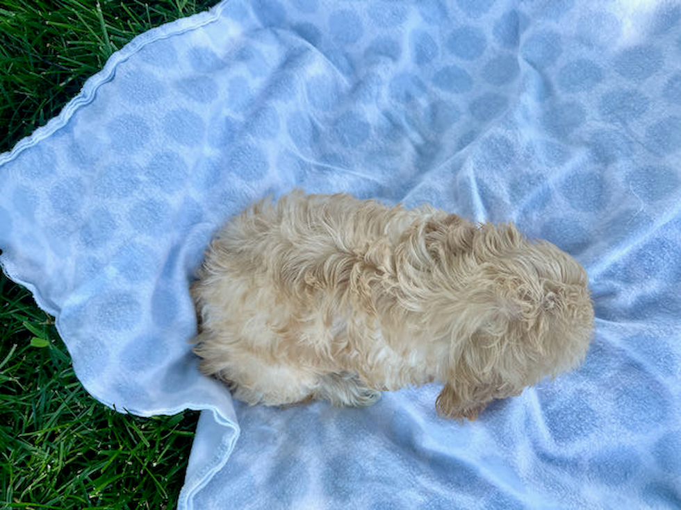 Fluffy Cavachon Designer Pup