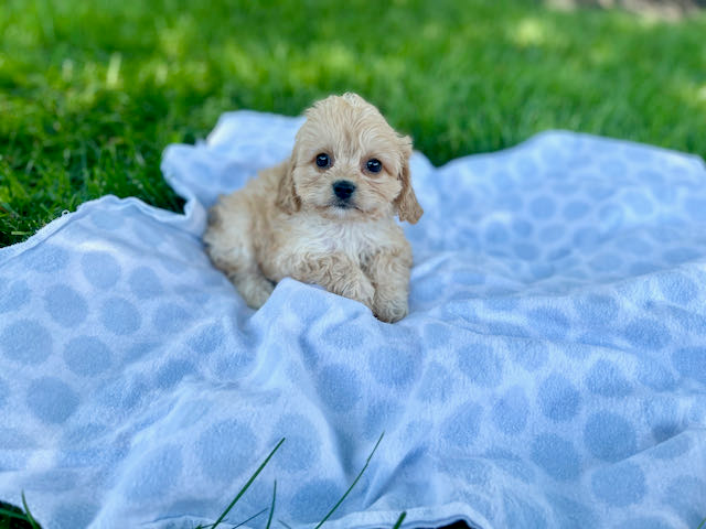 Smart Cavachon Designer Pup