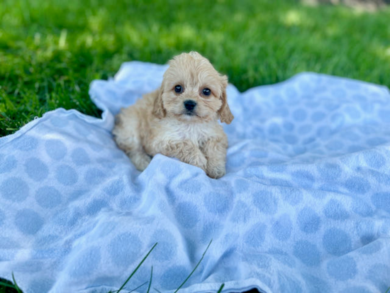 Smart Cavachon Designer Pup