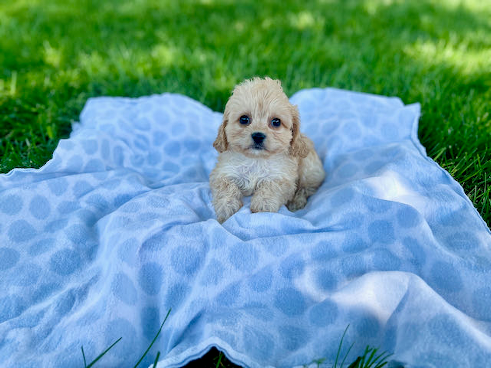 Best Cavachon Baby