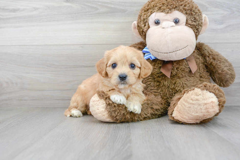 Small Cavachon Baby