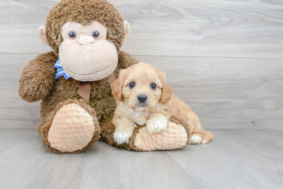 Best Cavachon Baby