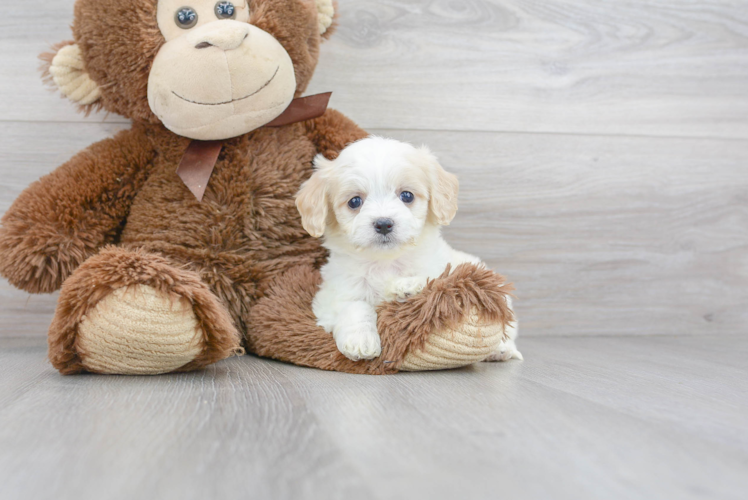 Best Cavachon Baby