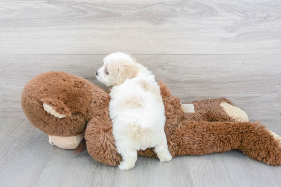 Cavachon Pup Being Cute