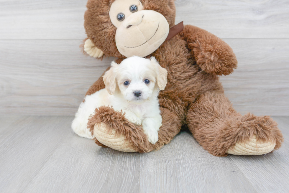 Best Cavachon Baby