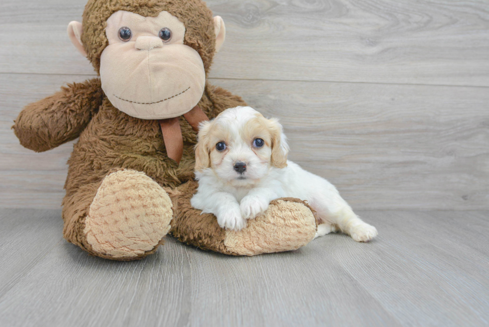 Best Cavachon Baby