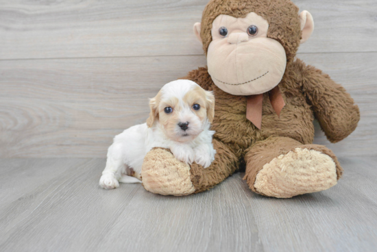 Best Cavachon Baby