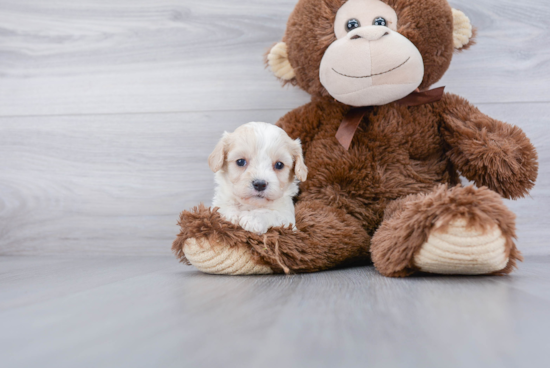 Small Cavachon Baby