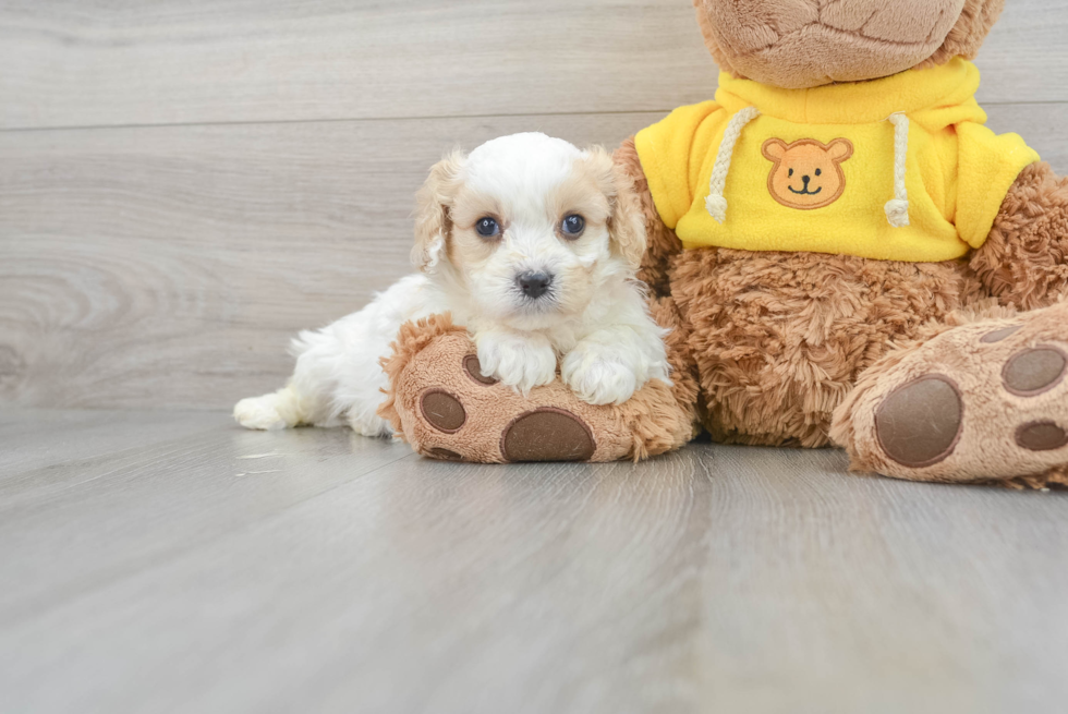 Cavachon Puppy for Adoption