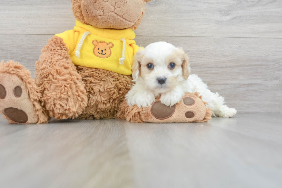 Small Cavachon Baby