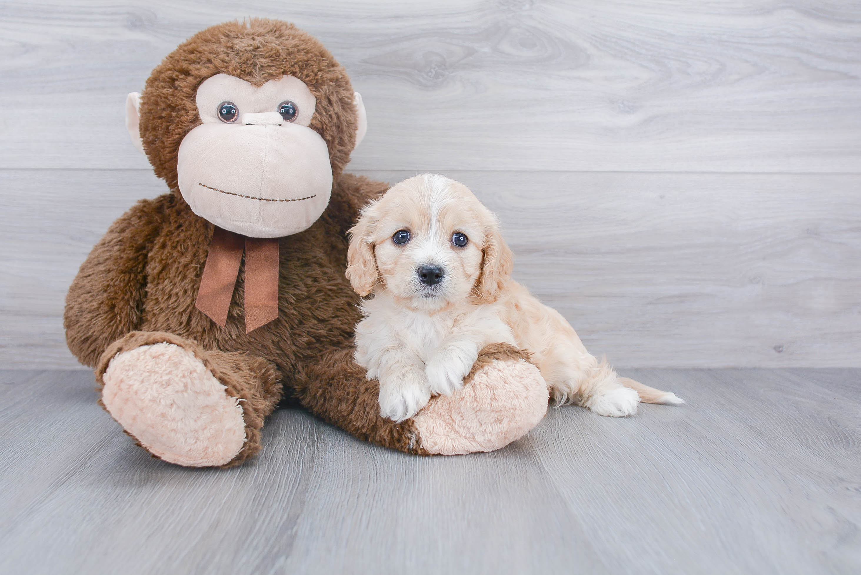 Cavachon Puppy for Adoption